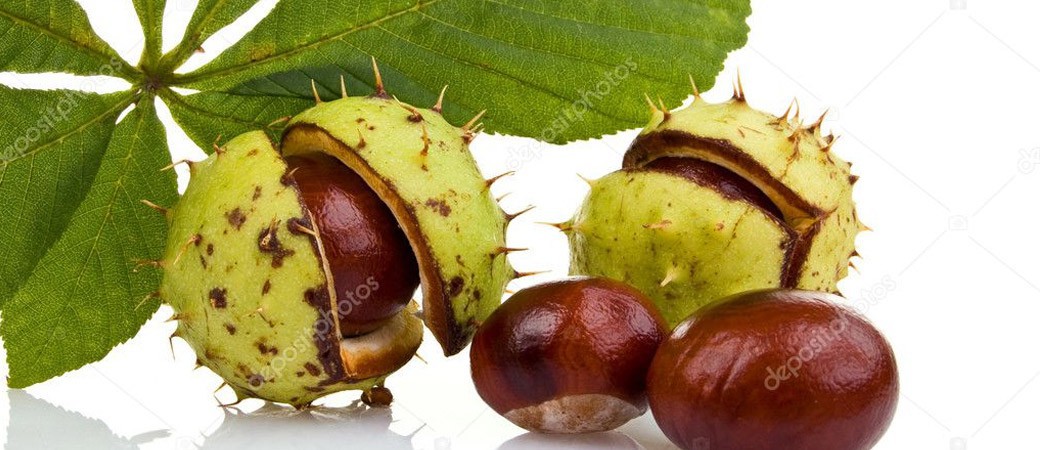 Kasztanowiec zwyczajny