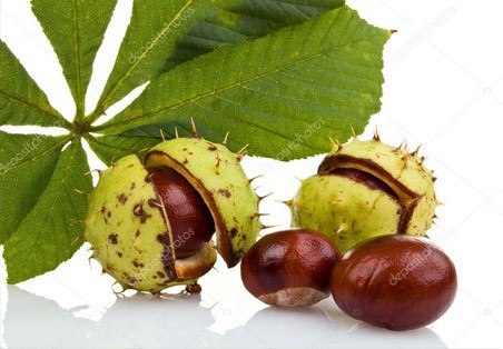 Kasztanowiec zwyczajny